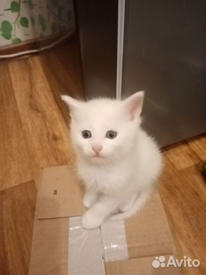 Сибирские котята
