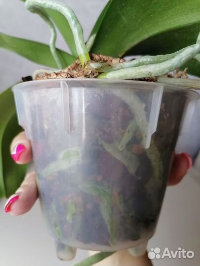 Орхидея фаленопсис Бургундия