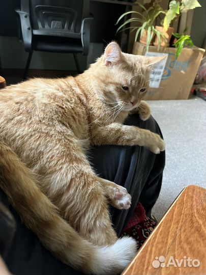 Кошки в добрые руки