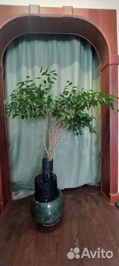 Фикус Бенджамина Драцена душистая