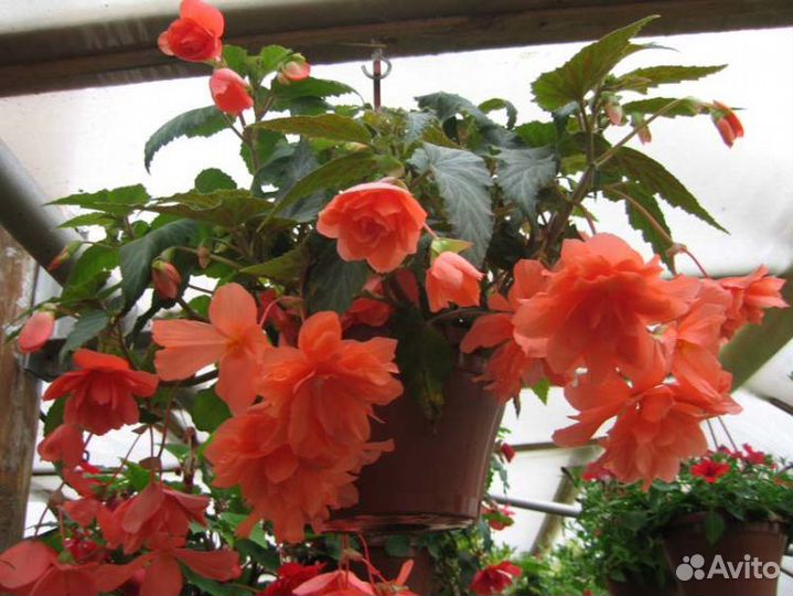 Растения для быстрого озеленения 2