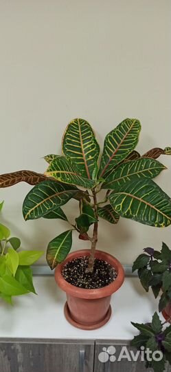 Кодиеум кротон