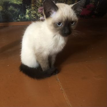 Сиамский котёнок