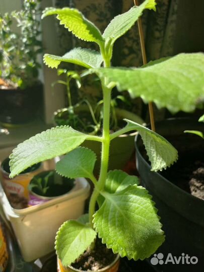 Японская мята. Рассада