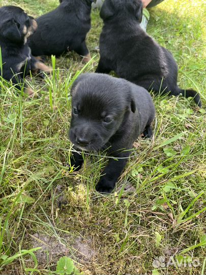 Щенки Бернский зенненхунд