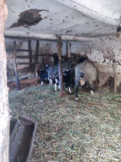 Овцы бараны