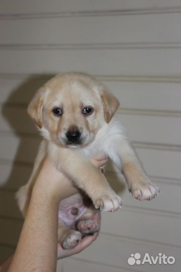 Щенки метисы лабрадора
