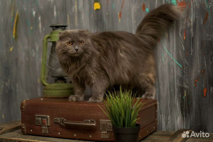 Кошка Марго