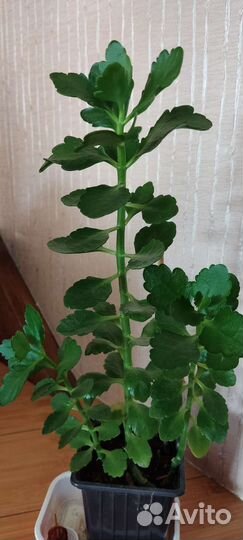 Каланхоэ цветущий