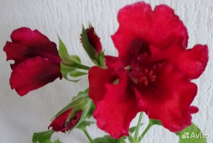 Пеларгония королевская (герань комнатная)