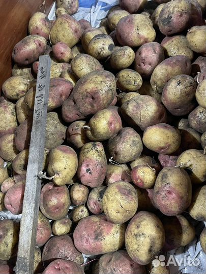 Семенной картофель сортовой
