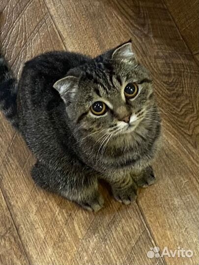 Кошечка вислоухая