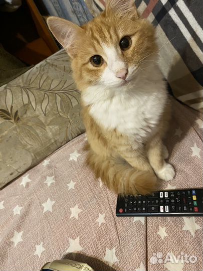 Отдам кота в добрые руки