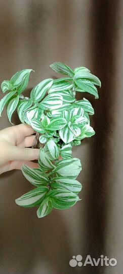 Традесканция