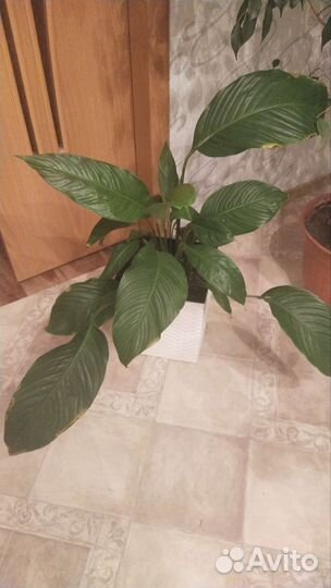 Спатифилиум женское счастье