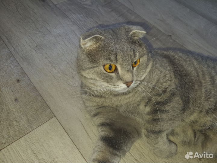 Кот вислоухий