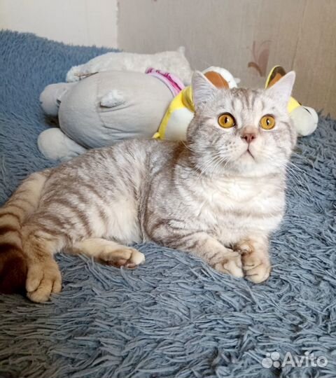 Кот Пуфик