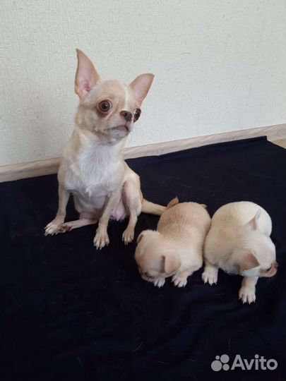 Щенки чихуахуа