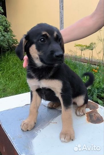 Щенки отдам в добрые руки