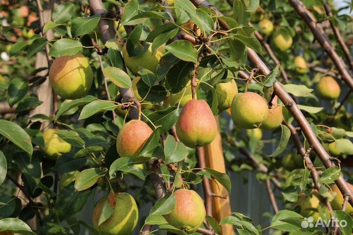 Саженцы груши