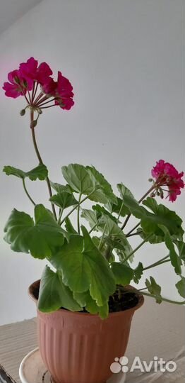 Герани,кактус, декабрист и шикарные бегонии