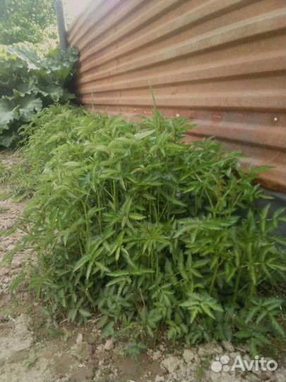 Саженцы княженики