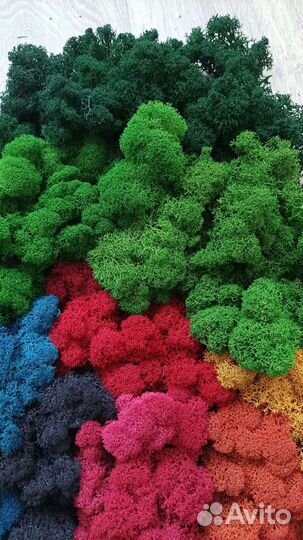 Мох стабилизированный Премиум