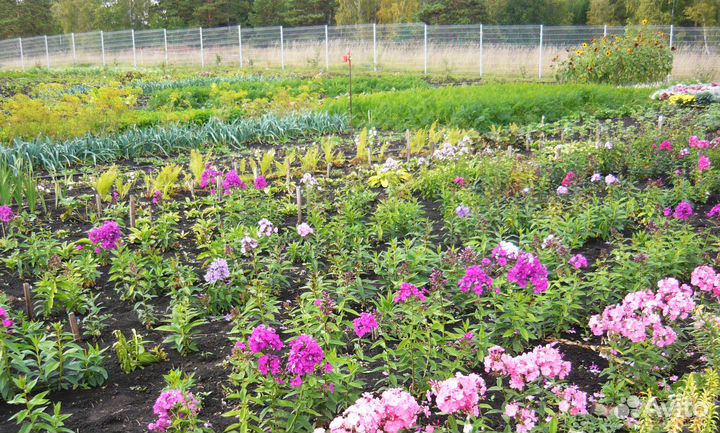 Питомник растений