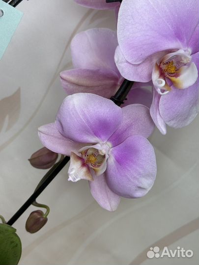 Орхидея фаленопсис