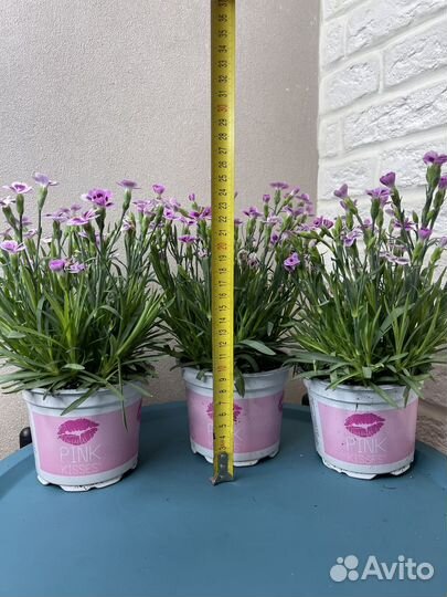 Диантус гвоздика комнатные садовые цветы