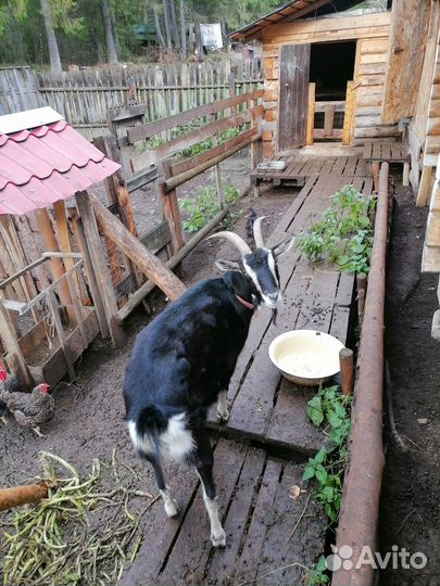 Коза дойная альпийская