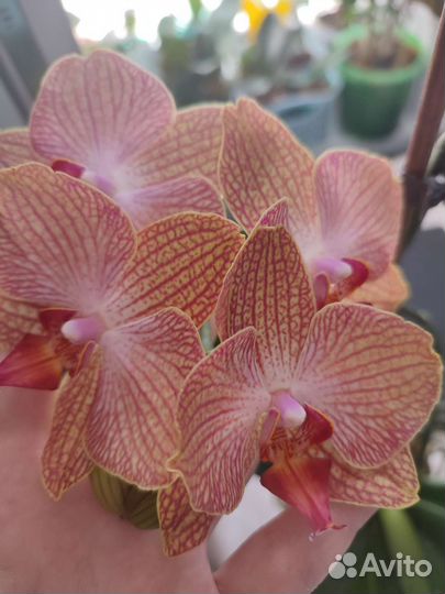 Орхидея фаленопсис