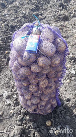 Продаю картофель