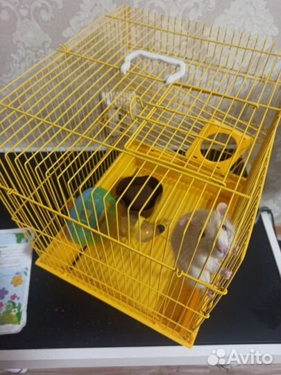 Клетка, плюс крыса