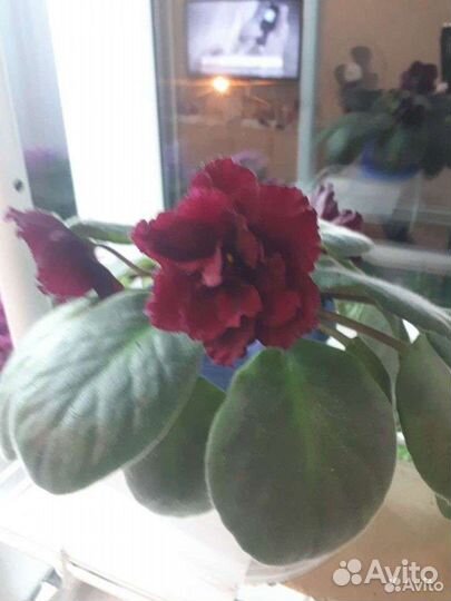 Фиалки. Герань (черенки). Педилантус. Бегония