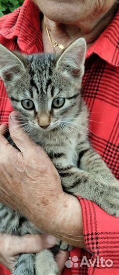Котенок добрые руки