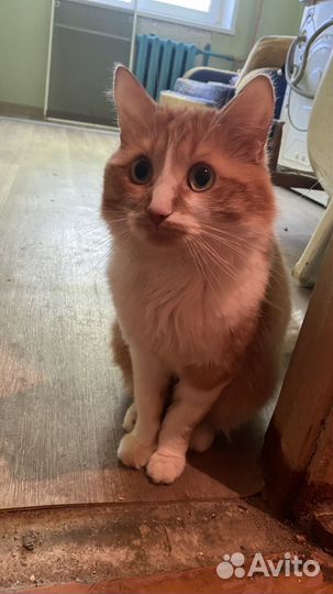 Кот бесплатно