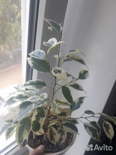 Фикус бенджамина твилайт