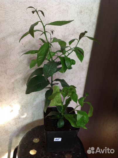 Лимоны наши сортовые корнесобственные плодоносят д