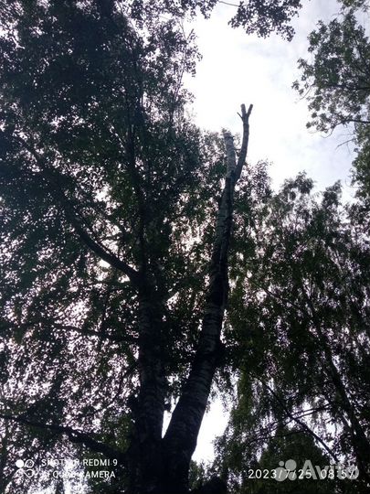 Спил деревьев