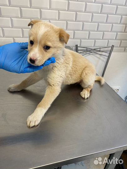 Щенки доя охраны