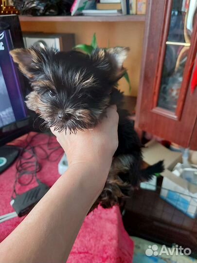 Щенки йорка