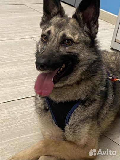 Волчонок в дар