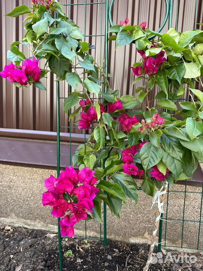 Бугенвиллия