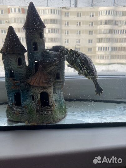 Черепаха с аквариумом