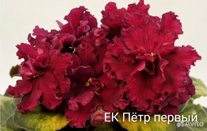 Сортовые фиалки