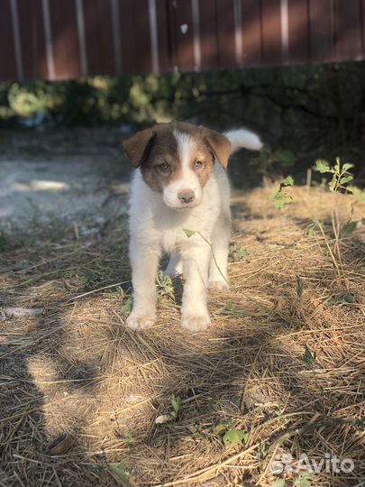 Щенок в добрые руки бесплатно