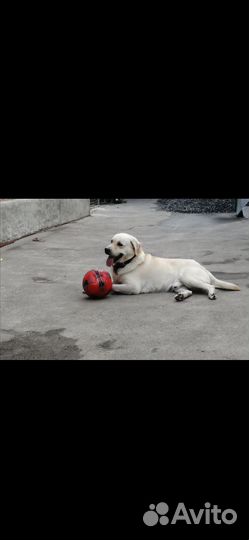 Вязка лабрадор