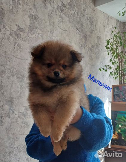 Щенки шпица