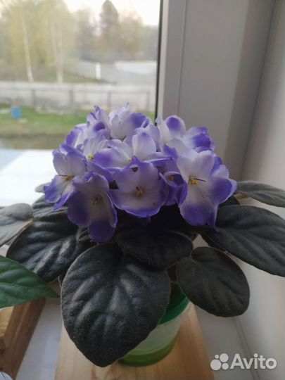 Фиалки и глоксиния цветущие